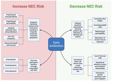 Early antibiotics and risk for necrotizing enterocolitis in premature infants: A narrative review